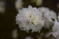 Rhododendron dauricum Arctic Snow-4 Różanecznik